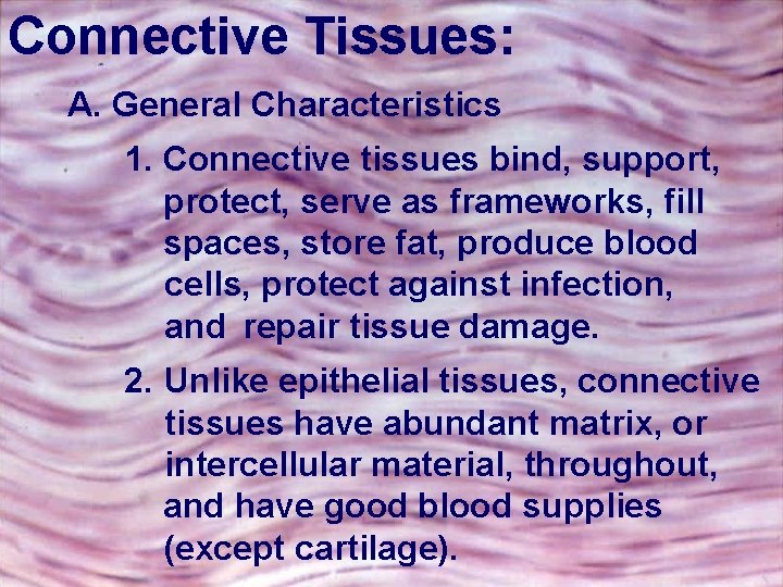 Connective Tissues: A. General Characteristics 1. Connective tissues bind, support, protect, serve as frameworks,