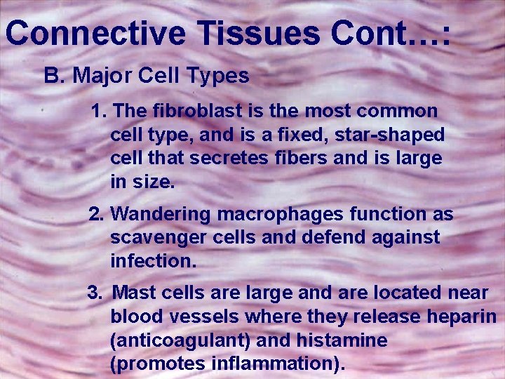 Connective Tissues Cont…: B. Major Cell Types 1. The fibroblast is the most common