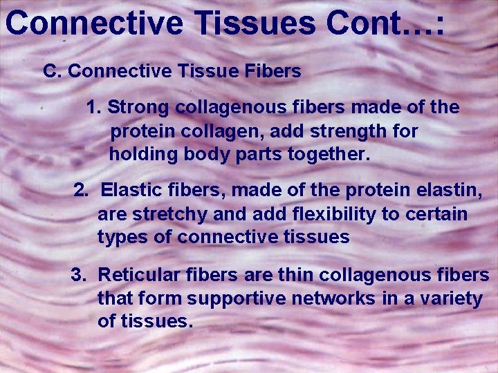 Connective Tissues Cont…: C. Connective Tissue Fibers 1. Strong collagenous fibers made of the