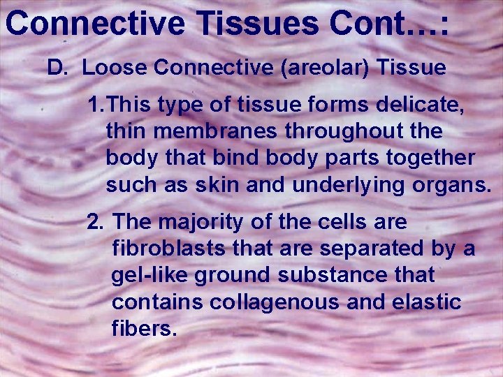 Connective Tissues Cont…: D. Loose Connective (areolar) Tissue 1. This type of tissue forms