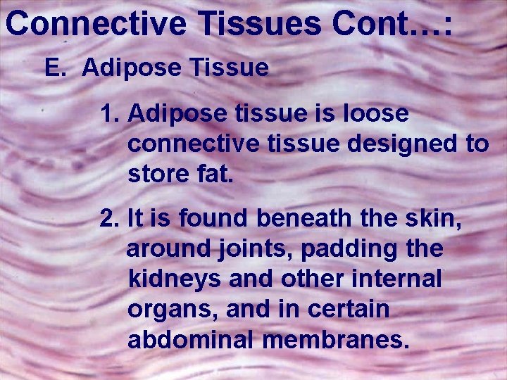 Connective Tissues Cont…: E. Adipose Tissue 1. Adipose tissue is loose connective tissue designed