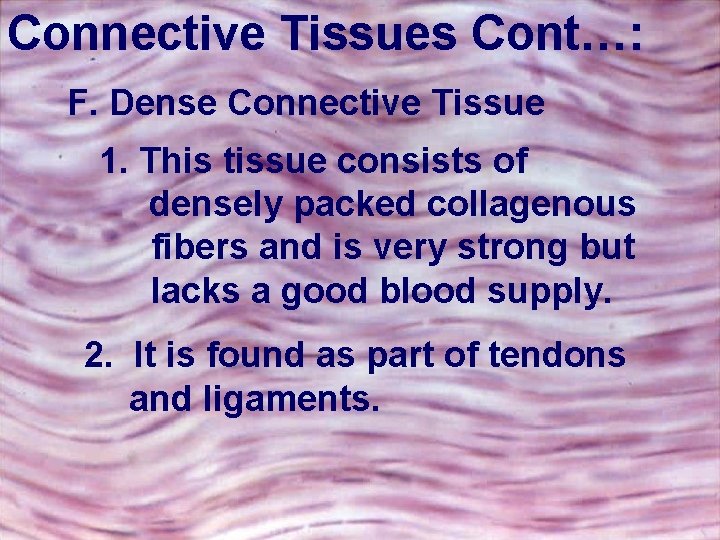 Connective Tissues Cont…: F. Dense Connective Tissue 1. This tissue consists of densely packed