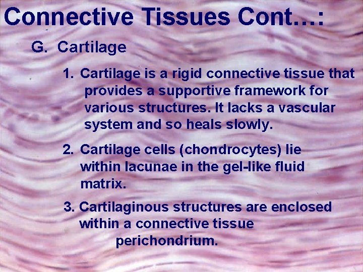 Connective Tissues Cont…: G. Cartilage 1. Cartilage is a rigid connective tissue that provides