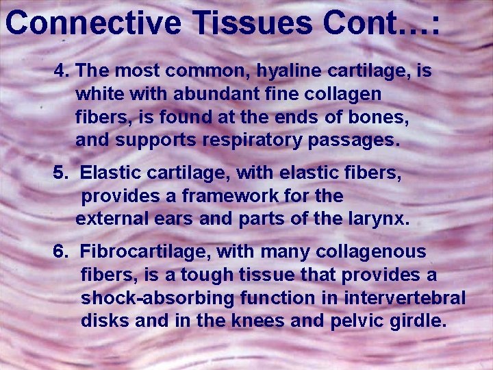 Connective Tissues Cont…: 4. The most common, hyaline cartilage, is white with abundant fine