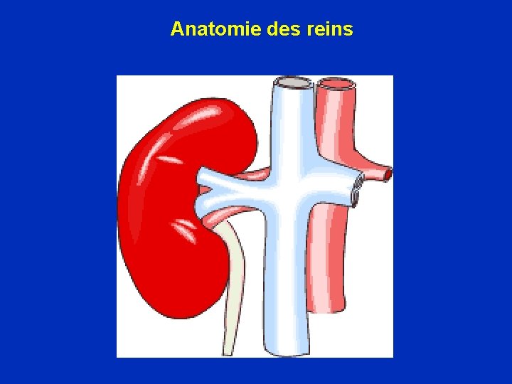 Anatomie des reins 