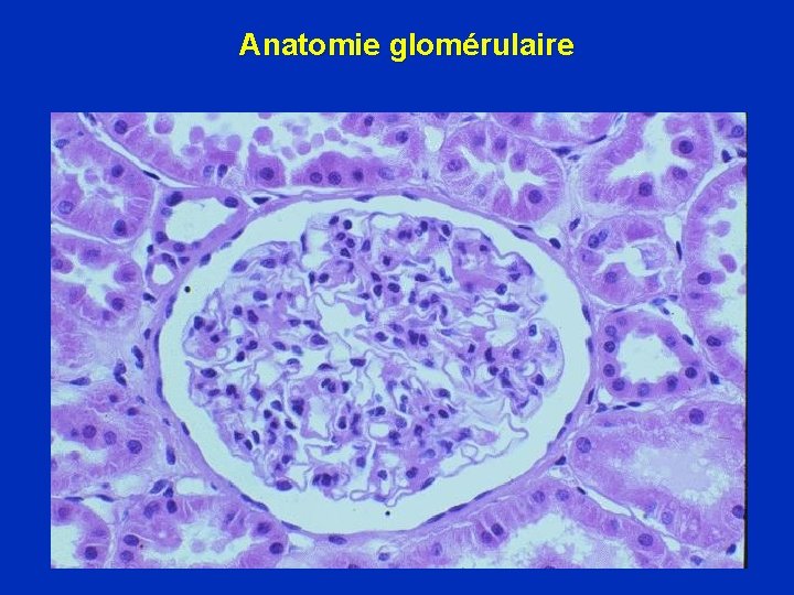 Anatomie glomérulaire 