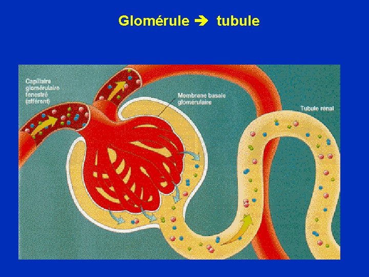 Glomérule tubule 