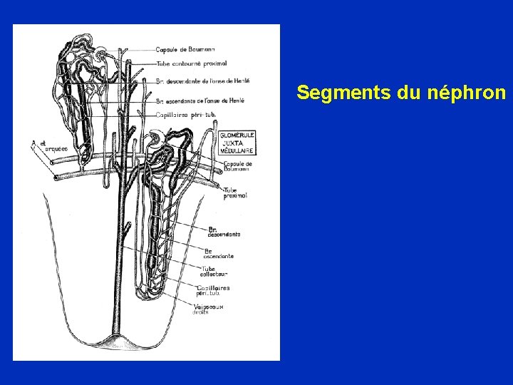 Segments du néphron 