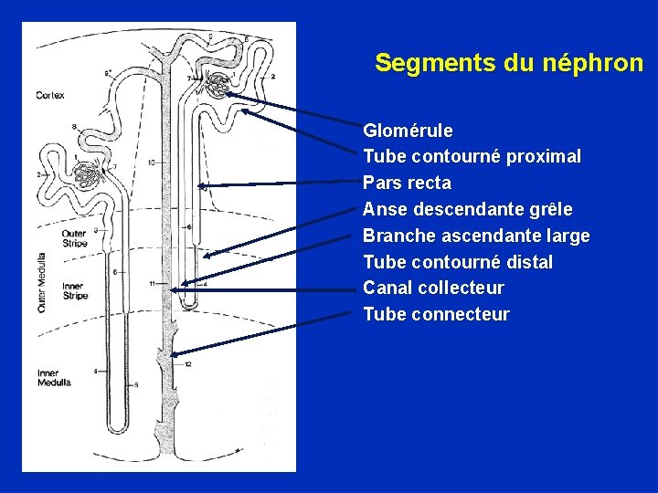 Segments du néphron Glomérule Tube contourné proximal Pars recta Anse descendante grêle Branche ascendante