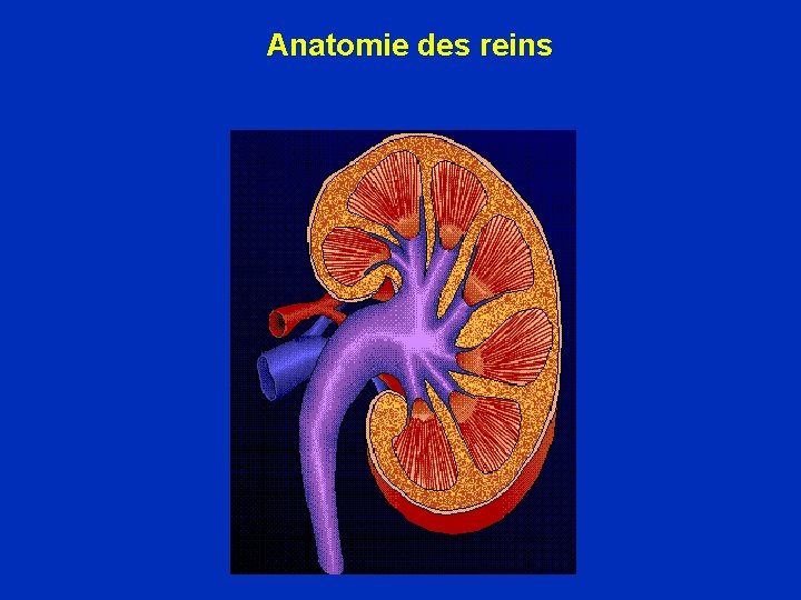 Anatomie des reins 