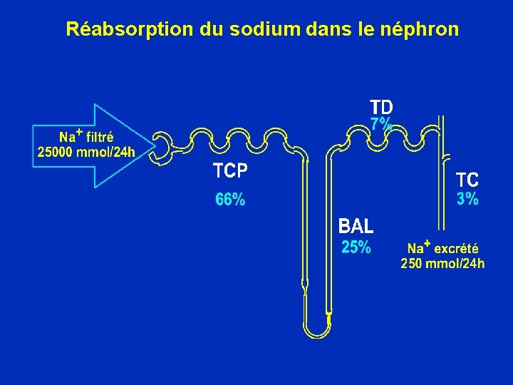 Réabsorption du sodium dans le néphron 