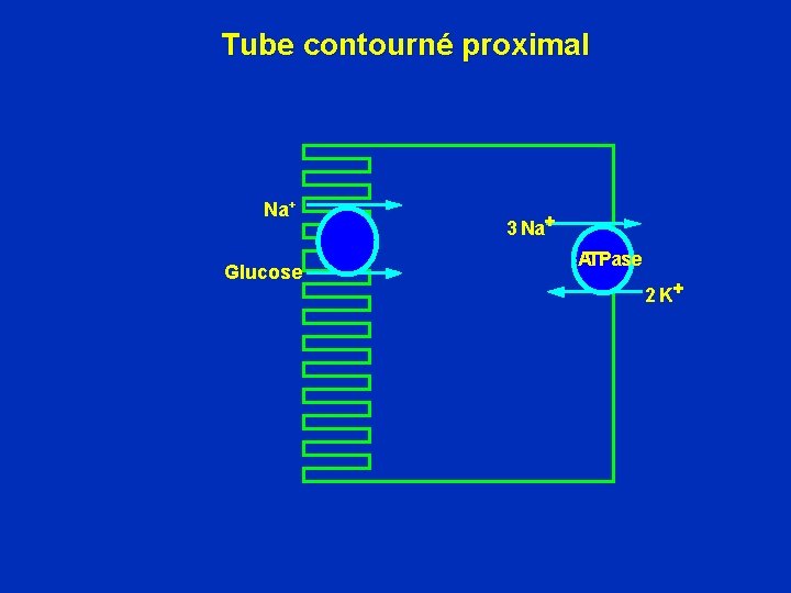 Tube contourné proximal Na+ Glucose 3 Na+ ATPase 2 K+ 
