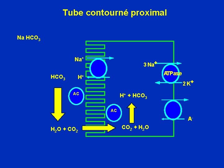 Tube contourné proximal Na HCO 3 Na+ HCO 3 3 Na+ ATPase H+ 2