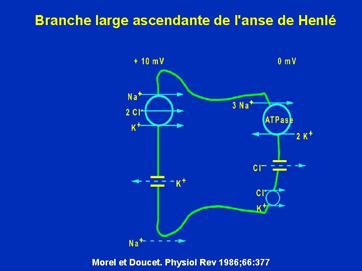 Branche large ascendante de l'anse de Henlé Morel et Doucet. Physiol Rev 1986; 66: