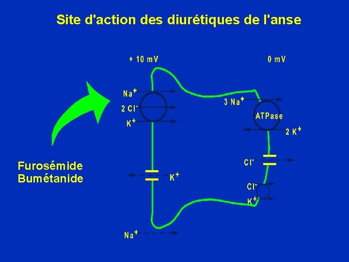 Site d'action des diurétiques de l'anse Furosémide Bumétanide 