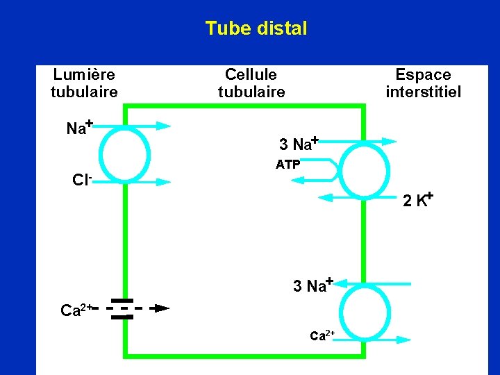 Tube distal Lumière tubulaire Na+ Cl- Cellule tubulaire Espace interstitiel 3 Na+ ATP 2