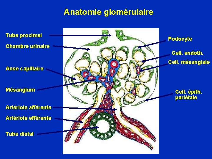 Anatomie glomérulaire Tube proximal Podocyte Chambre urinaire Cell. endoth. Cell. mésangiale Anse c apillaire