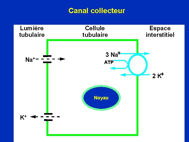 Canal collecteur Lumière tubulaire Na+ Cellule tubulaire Espace interstitiel 3 Na+ ATP 2 K+