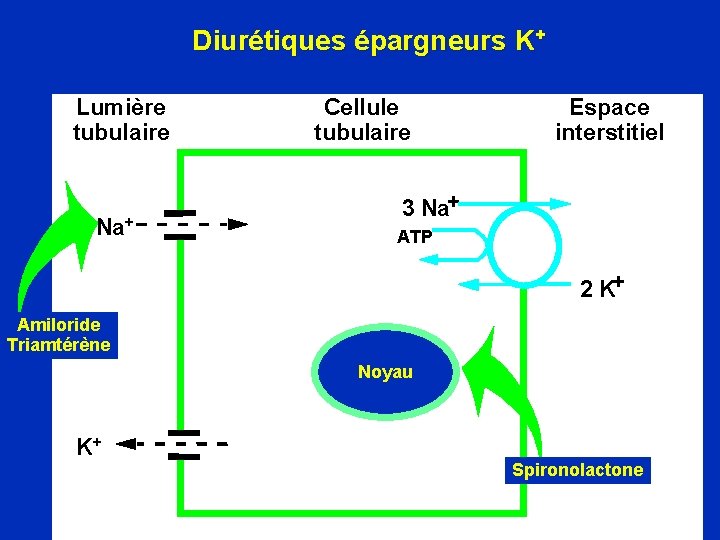 Diurétiques épargneurs K+ Lumière tubulaire Na+ Cellule tubulaire Espace interstitiel 3 Na+ ATP 2