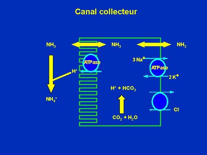 Canal collecteur NH 3 ATPase NH 3 3 Na+ ATPase H+ 2 K+ H+