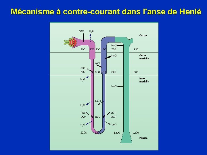 Mécanisme à contre-courant dans l'anse de Henlé 