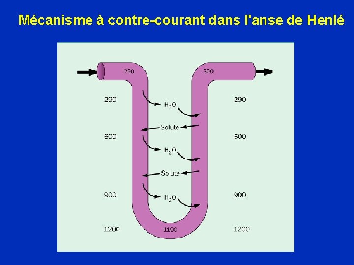 Mécanisme à contre-courant dans l'anse de Henlé 