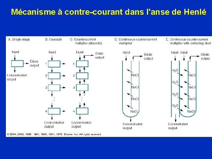 Mécanisme à contre-courant dans l'anse de Henlé 