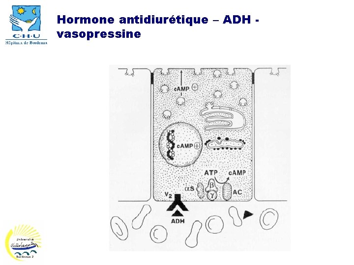 Hormone antidiurétique – ADH vasopressine 