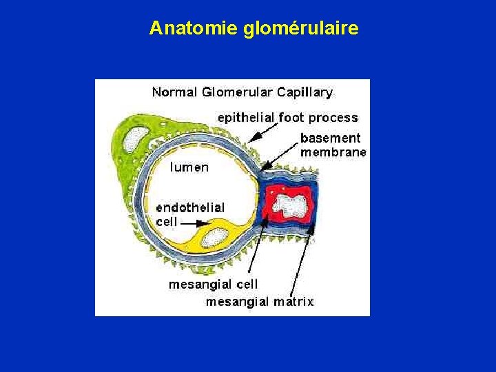 Anatomie glomérulaire 