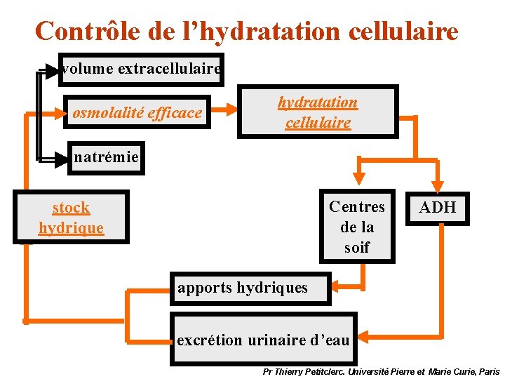 Contrôle de l’hydratation cellulaire volume extracellulaire osmolalité efficace hydratation cellulaire natrémie Centres de la