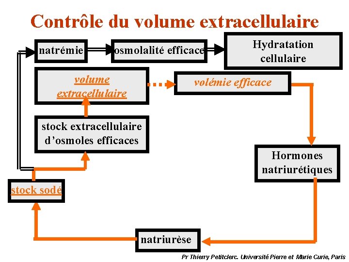 Contrôle du volume extracellulaire natrémie osmolalité efficace volume extracellulaire Hydratation cellulaire volémie efficace stock