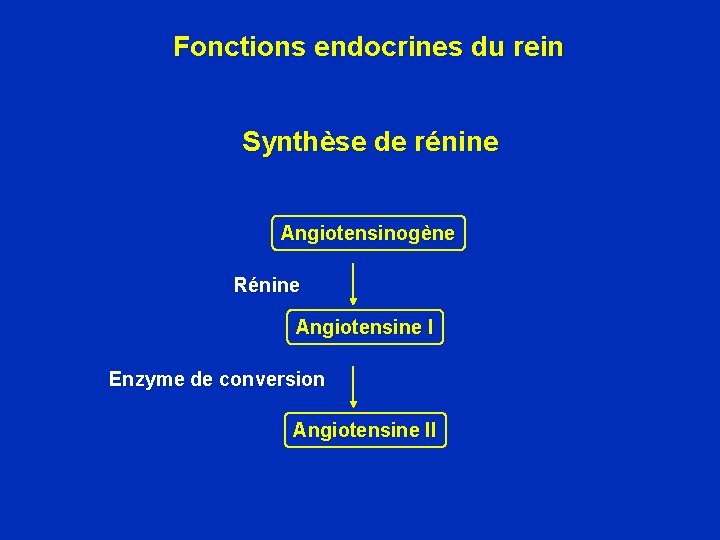 Fonctions endocrines du rein Synthèse de rénine Angiotensinogène Rénine Angiotensine I Enzyme de conversion