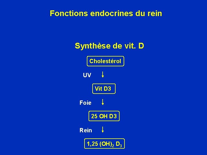 Fonctions endocrines du rein Synthèse de vit. D Cholestérol UV Vit D 3 Foie