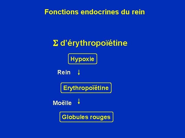 Fonctions endocrines du rein d’érythropoïétine Hypoxie Rein Erythropoïétine Moëlle Globules rouges 