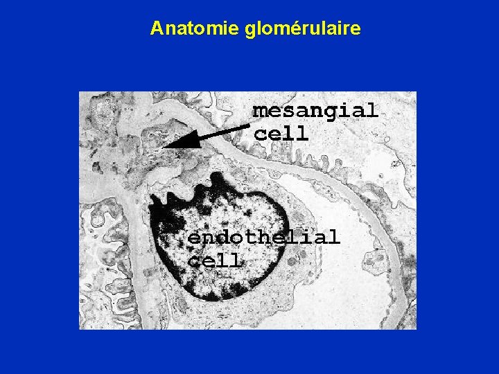 Anatomie glomérulaire 