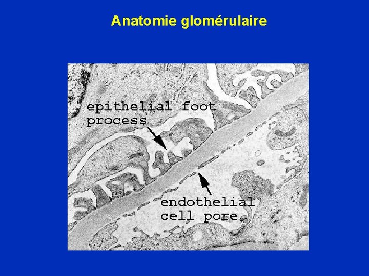 Anatomie glomérulaire 