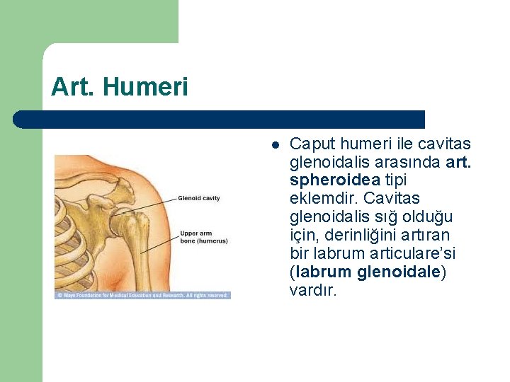Art. Humeri l Caput humeri ile cavitas glenoidalis arasında art. spheroidea tipi eklemdir. Cavitas