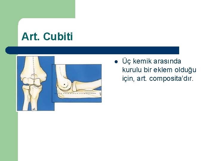 Art. Cubiti l Üç kemik arasında kurulu bir eklem olduğu için, art. composita’dır. 