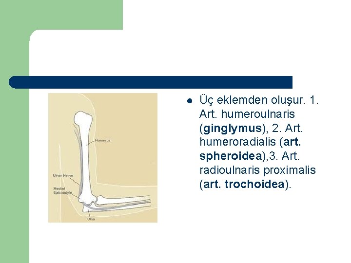 l Üç eklemden oluşur. 1. Art. humeroulnaris (ginglymus), 2. Art. humeroradialis (art. spheroidea), 3.