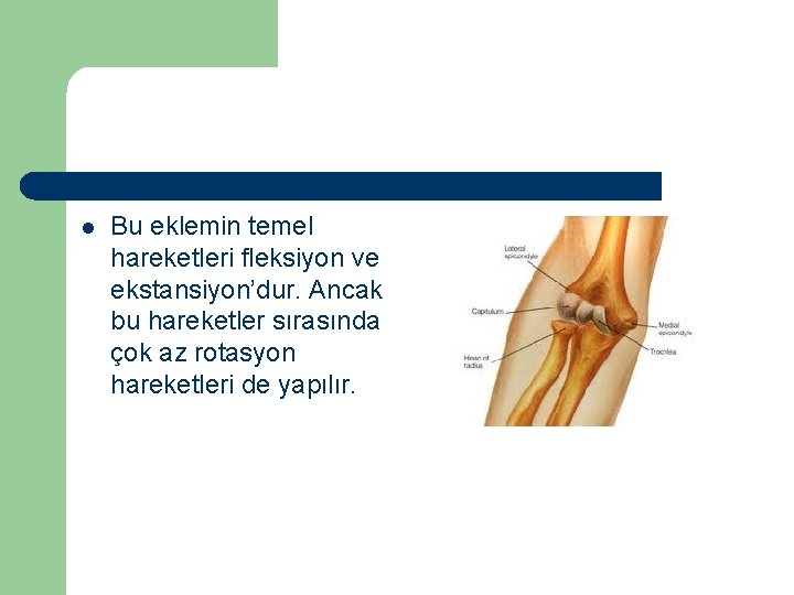 l Bu eklemin temel hareketleri fleksiyon ve ekstansiyon’dur. Ancak bu hareketler sırasında çok az