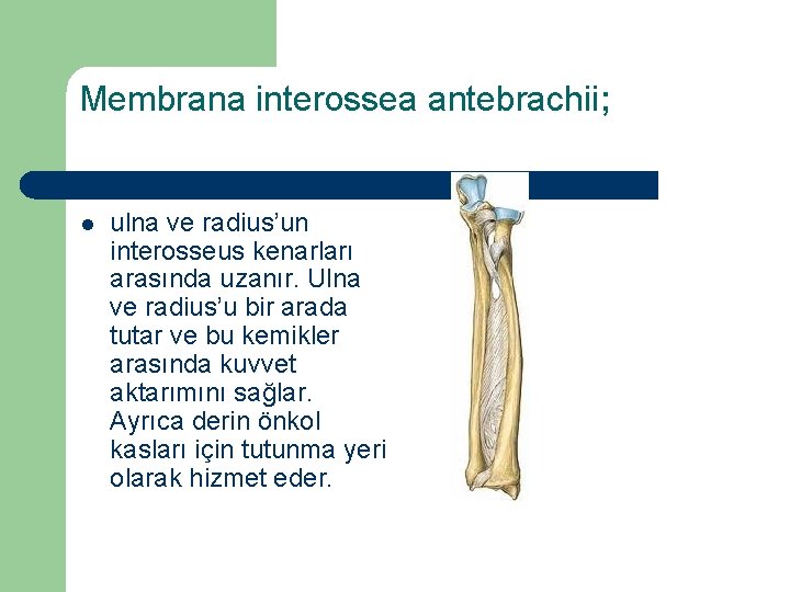 Membrana interossea antebrachii; l ulna ve radius’un interosseus kenarları arasında uzanır. Ulna ve radius’u