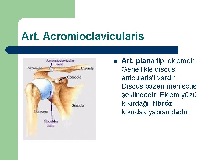 Art. Acromioclavicularis l Art. plana tipi eklemdir. Genellikle discus articularis’i vardır. Discus bazen meniscus