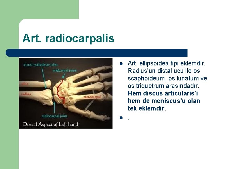 Art. radiocarpalis l l Art. ellipsoidea tipi eklemdir. Radius’un distal ucu ile os scaphoideum,