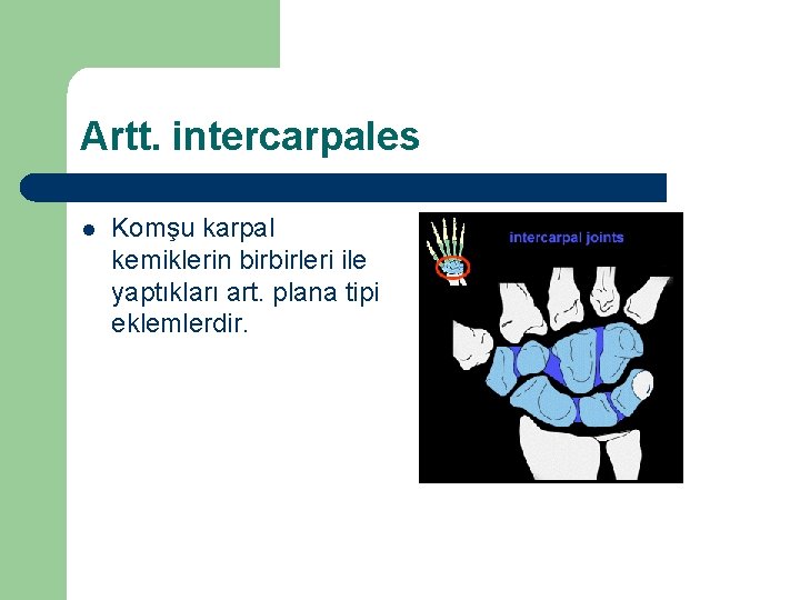 Artt. intercarpales l Komşu karpal kemiklerin birbirleri ile yaptıkları art. plana tipi eklemlerdir. 