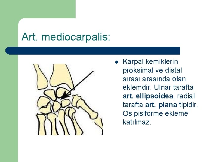 Art. mediocarpalis: l Karpal kemiklerin proksimal ve distal sırası arasında olan eklemdir. Ulnar tarafta