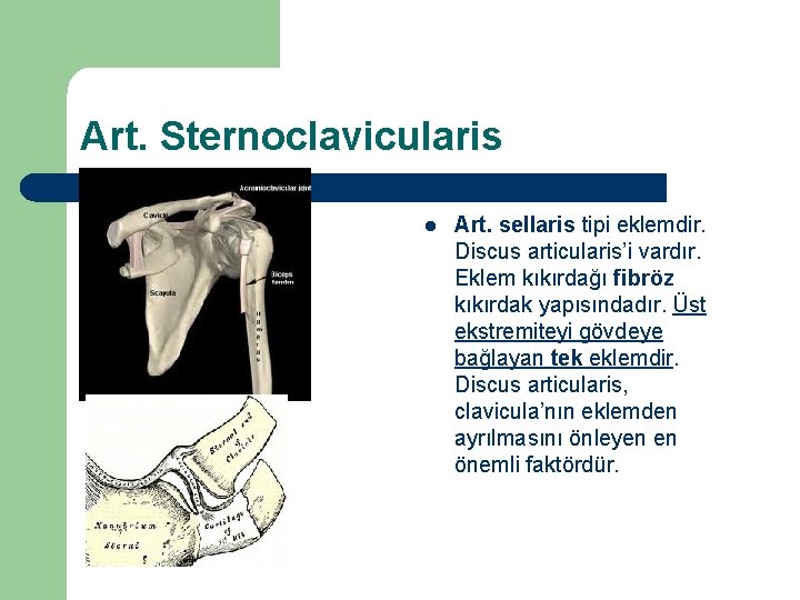 Art. Sternoclavicularis l Art. sellaris tipi eklemdir. Discus articularis’i vardır. Eklem kıkırdağı fibröz kıkırdak