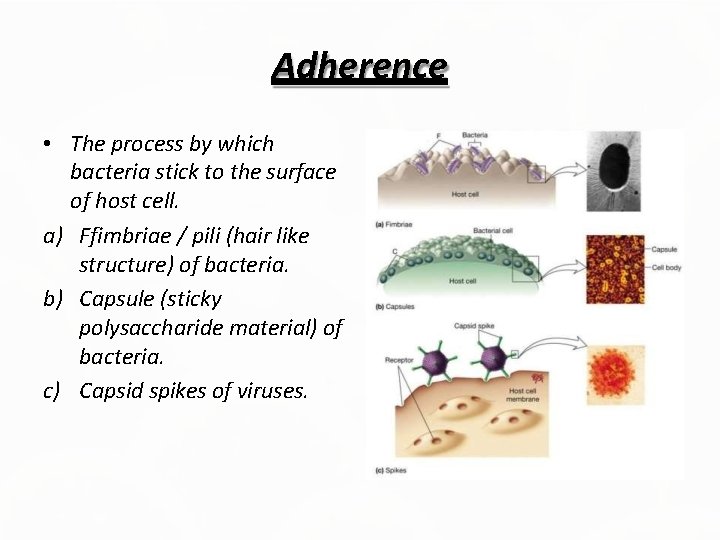 Adherence • The process by which bacteria stick to the surface of host cell.
