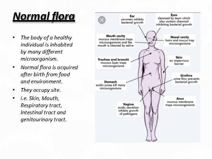 Normal flora • The body of a healthy individual is inhabited by many different