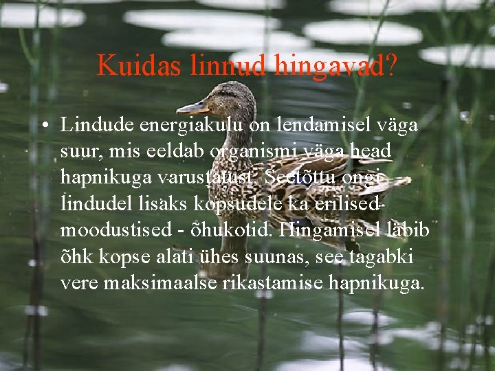 Kuidas linnud hingavad? • Lindude energiakulu on lendamisel väga suur, mis eeldab organismi väga