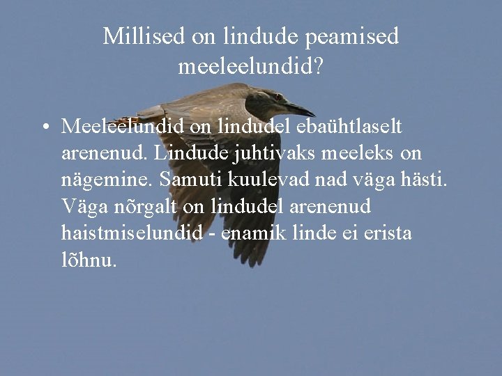 Millised on lindude peamised meeleelundid? • Meeleelundid on lindudel ebaühtlaselt arenenud. Lindude juhtivaks meeleks